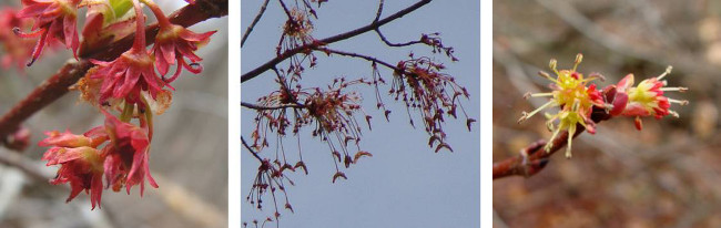 Red Maple Blossoms